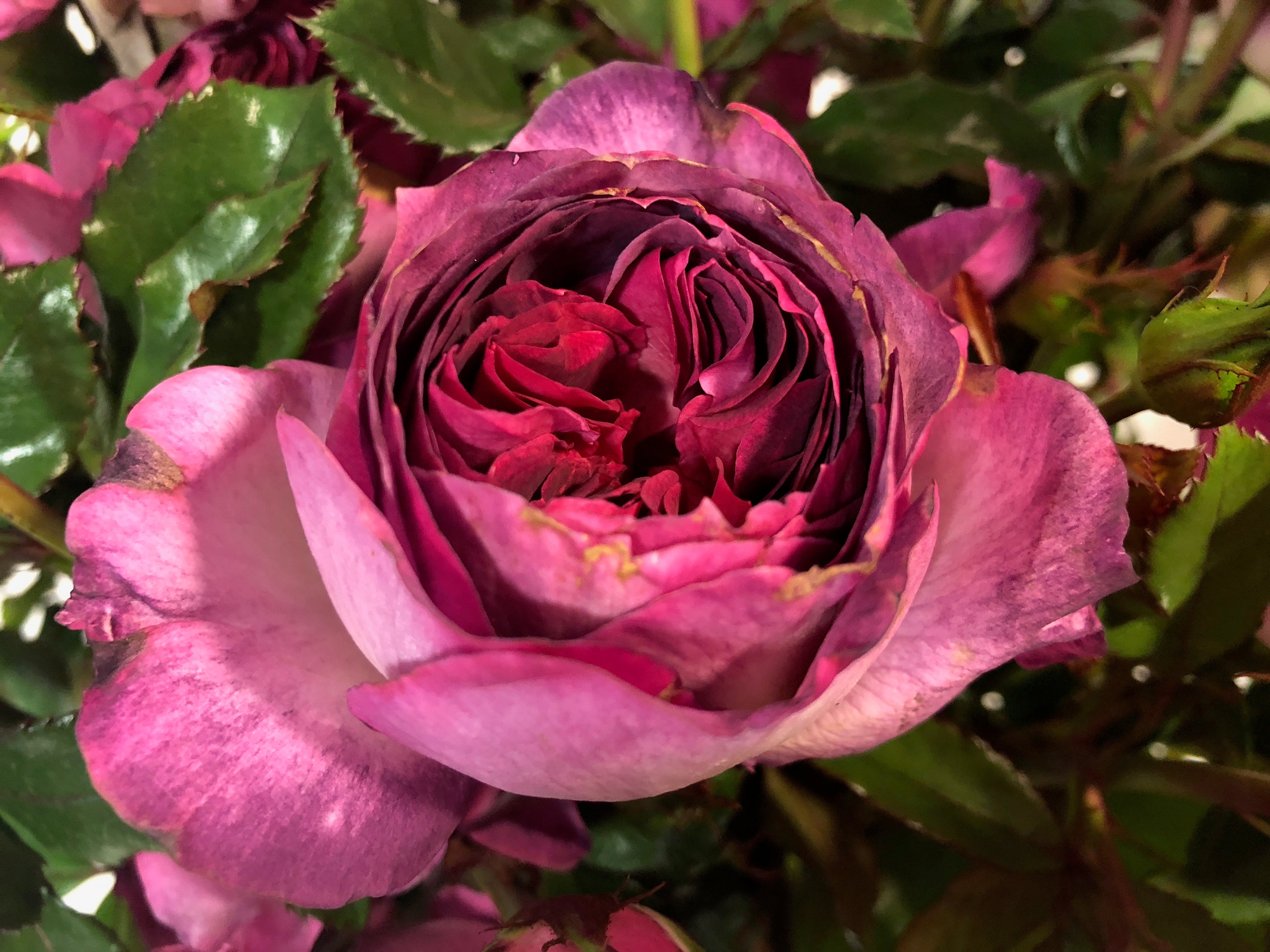 Floribunda Rose - Thierry Marx®