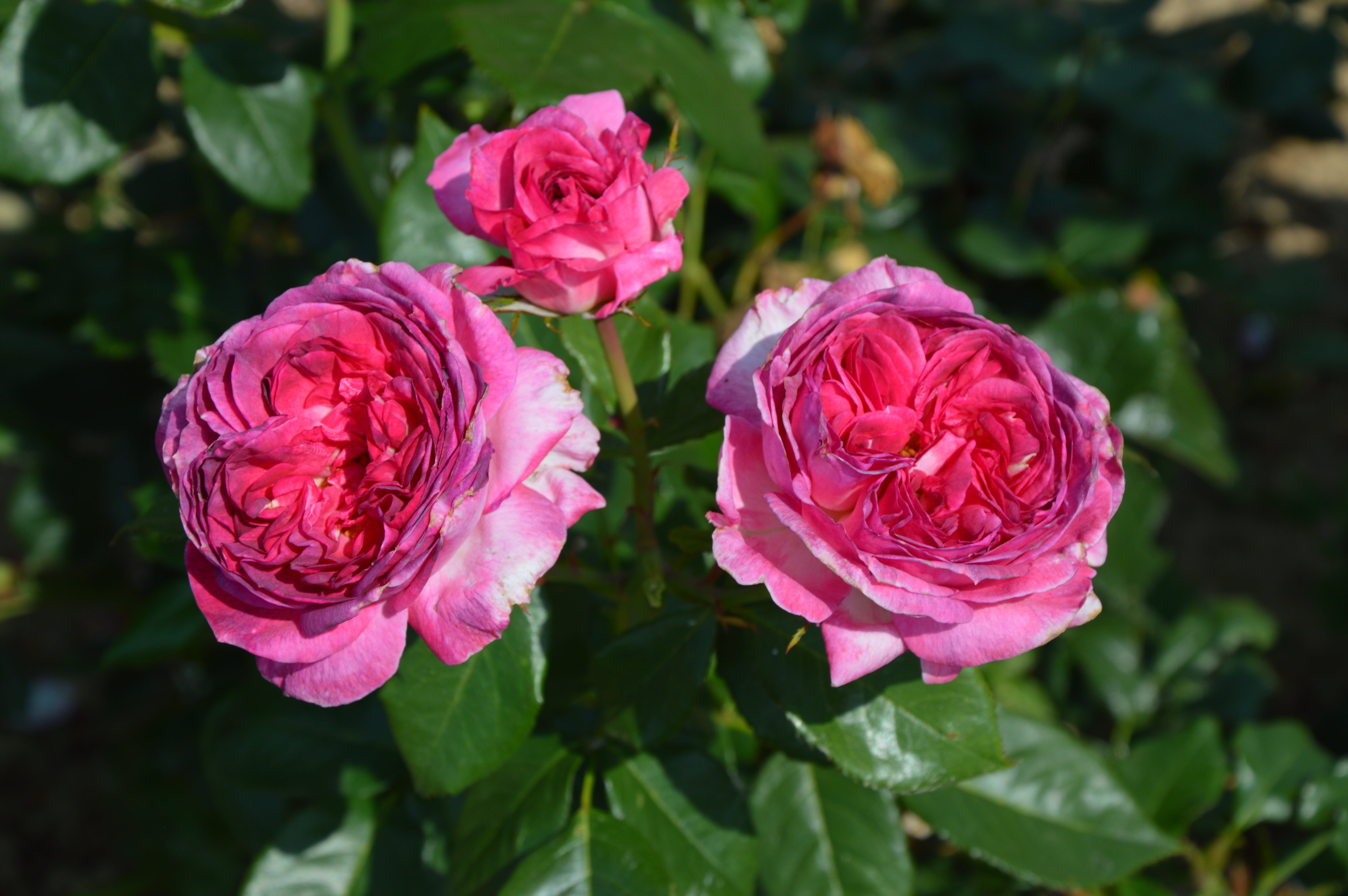 Floribunda Rose - Thierry Marx®