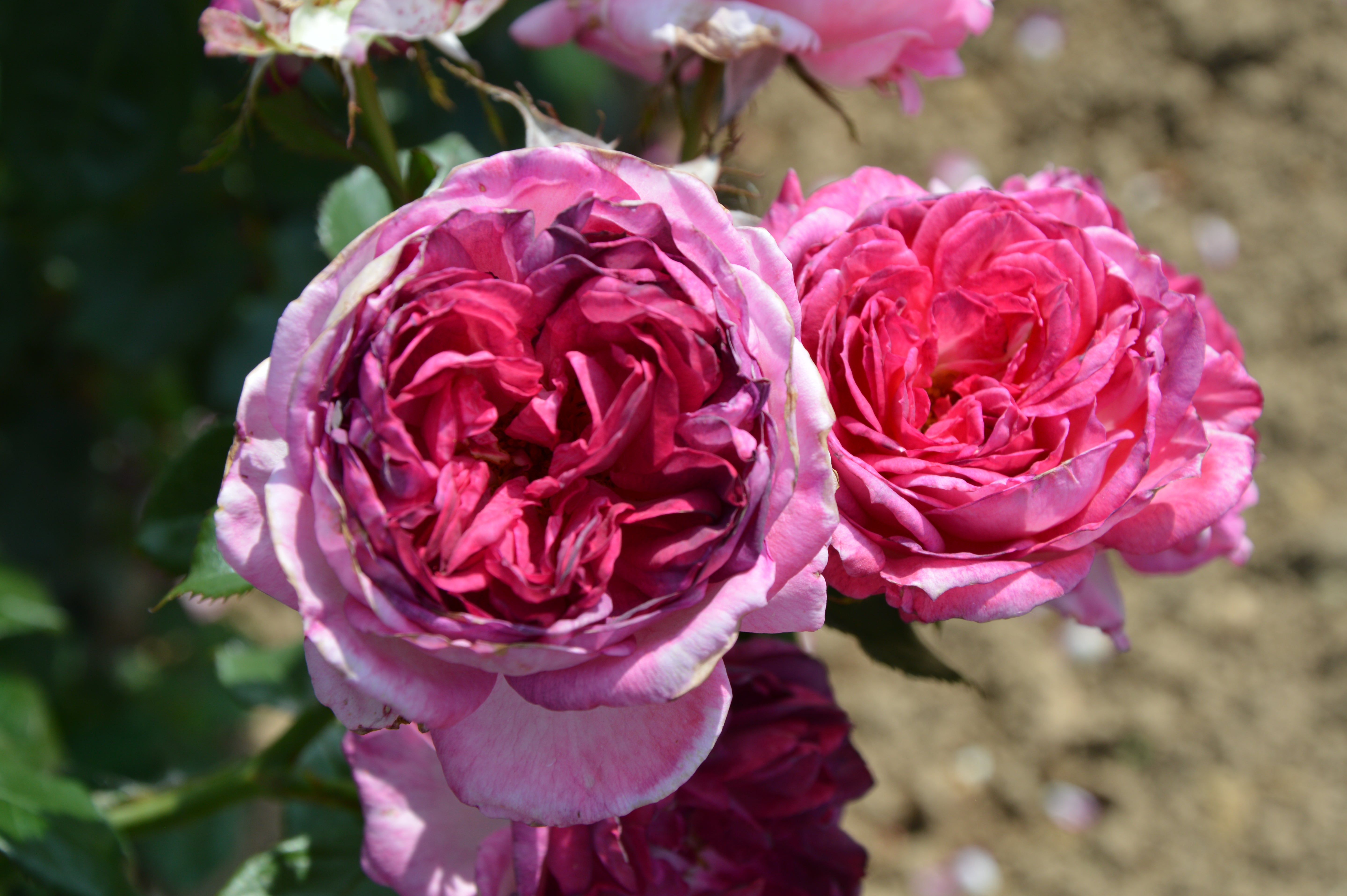 Floribunda Rose - Thierry Marx®