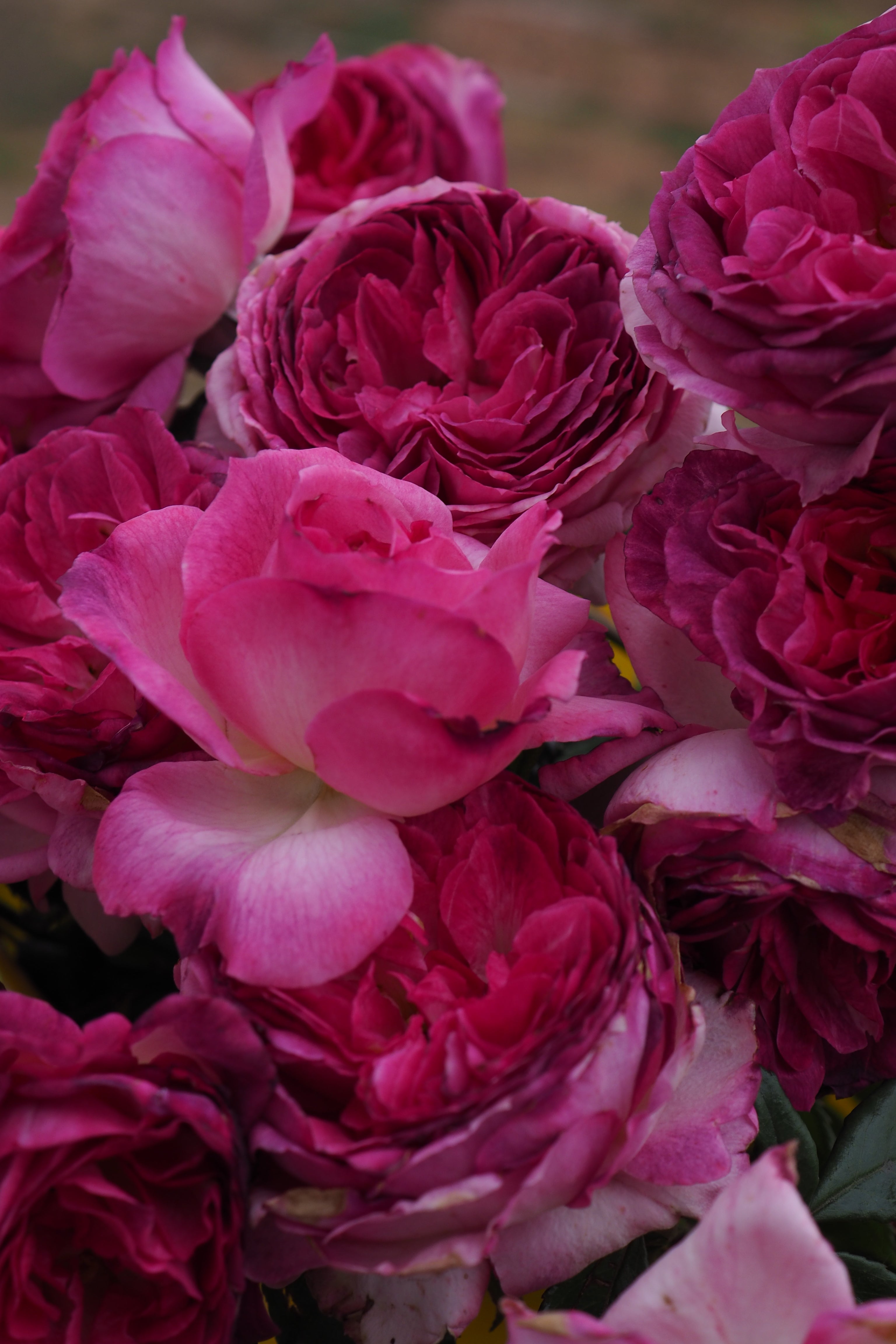 Floribunda Rose - Thierry Marx®