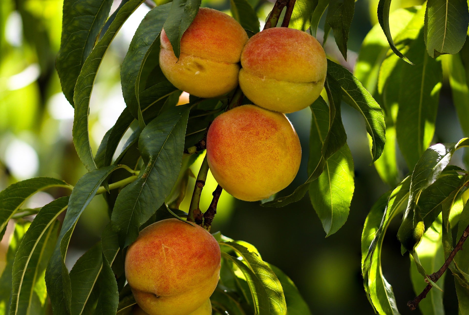 Semi Dwarf Peach Tree - 'Vaes Oogst'