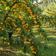 Semi Dwarf Mirabelle Plum Tree – ‘Mirabelle de Nancy’