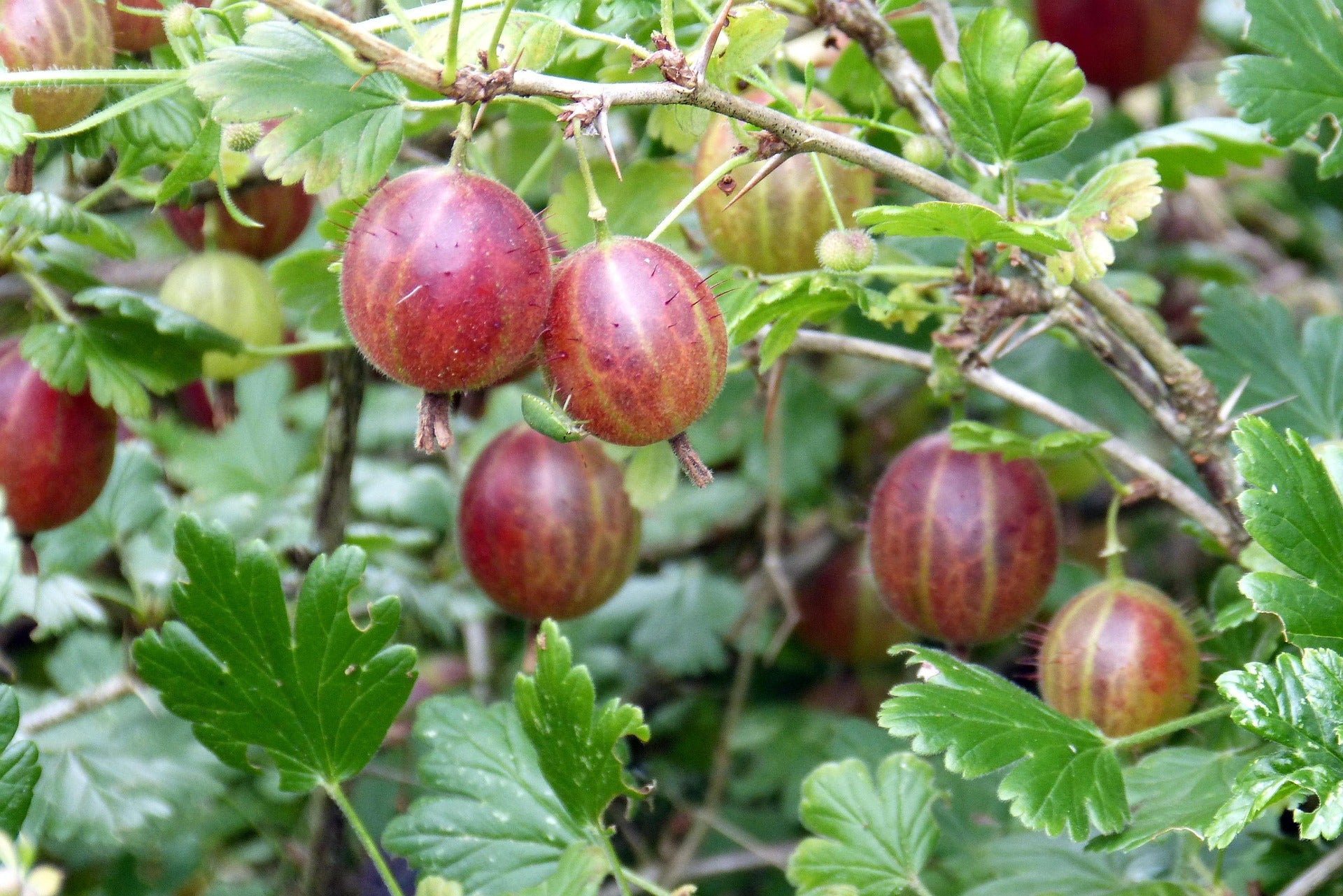 Gooseberry – Hinnonmäki Röd – 2L