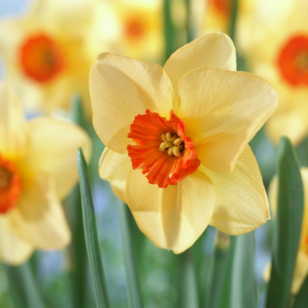 Daffodil - Altruist - 14/16