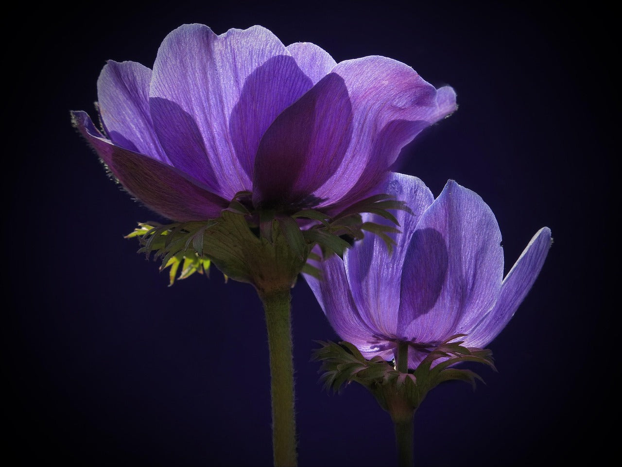 Anemone - Mistral Plus - Blu - 2/3