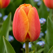 Tulip Darwin Hybride -  Apeldoorn's Elite - 12/+