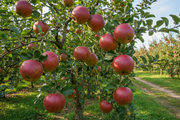 Semi Dwarf Apple Tree – ‘Rode Boskoop’