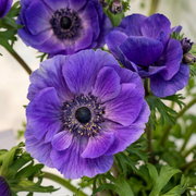 Anemone - Mistral Plus - Blu - 2/3