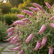 Butterfly Bush - Pink Delight - 3L