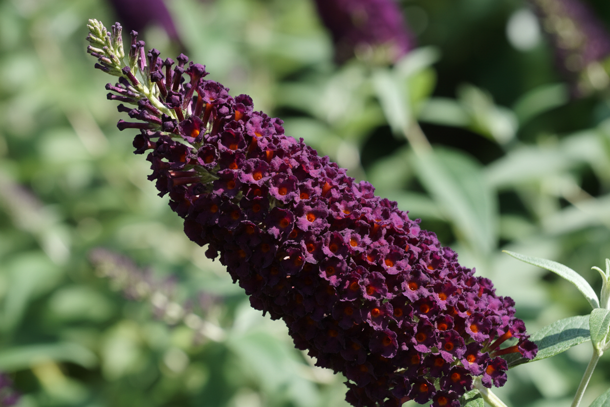 Butterfly Bush - Black Knight - 3L