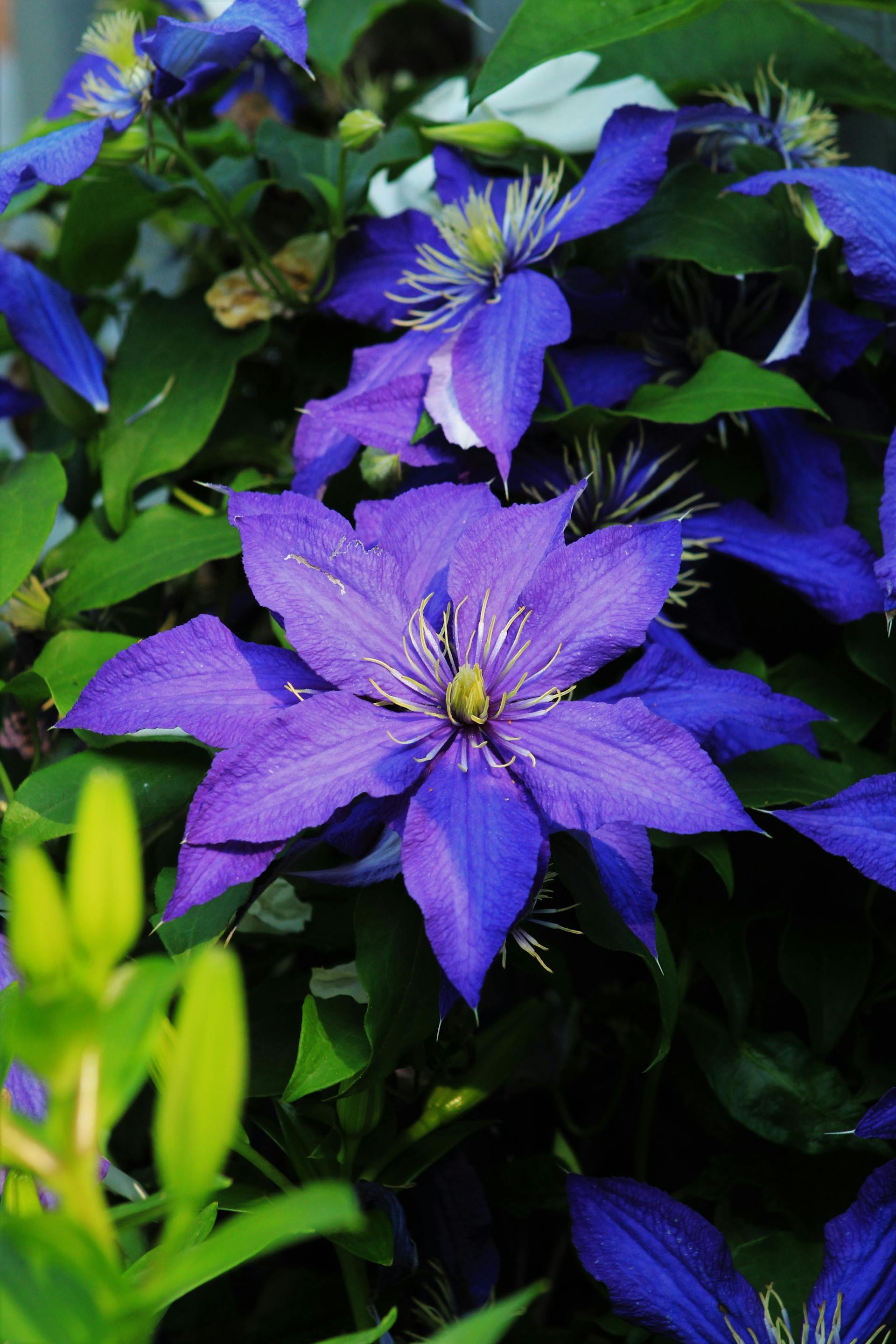Clematis - The President - 2L