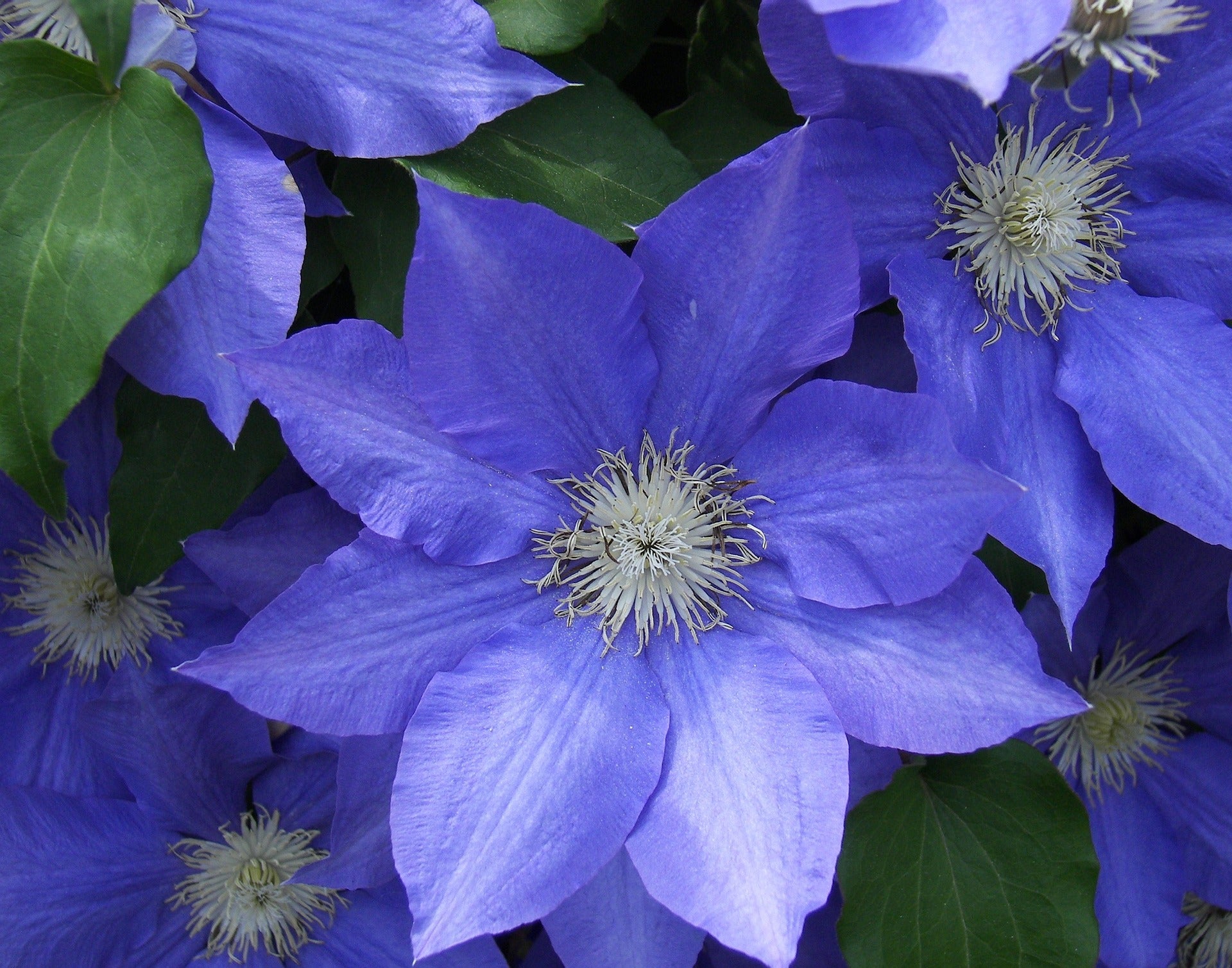 Clematis - The President - 2L