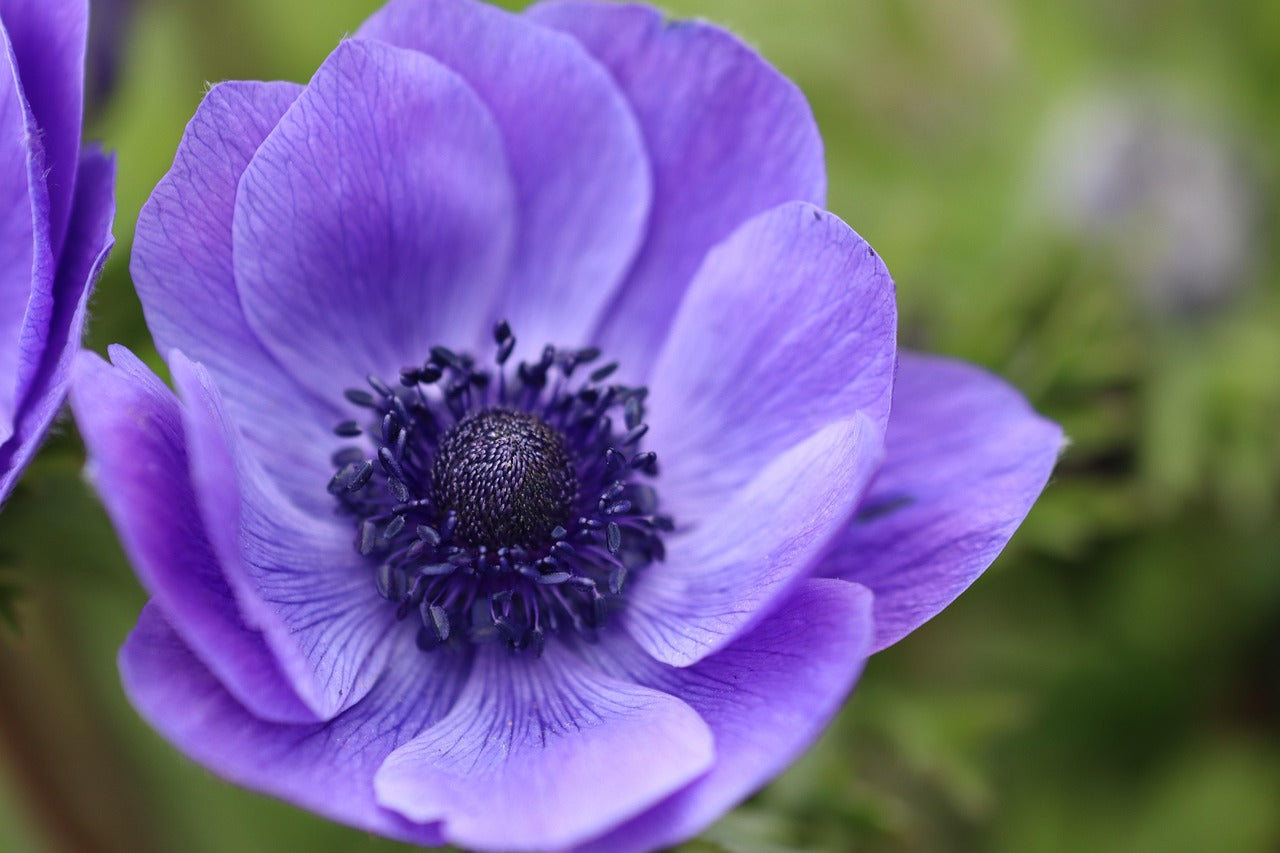Anemone - Mistral Plus - Blu - 2/3