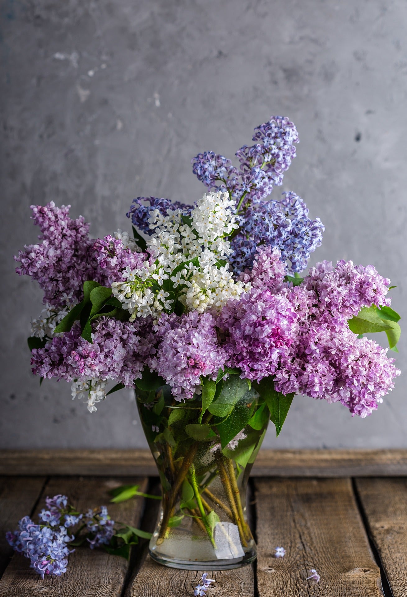 Lilac - Mme Lemoine - 5L