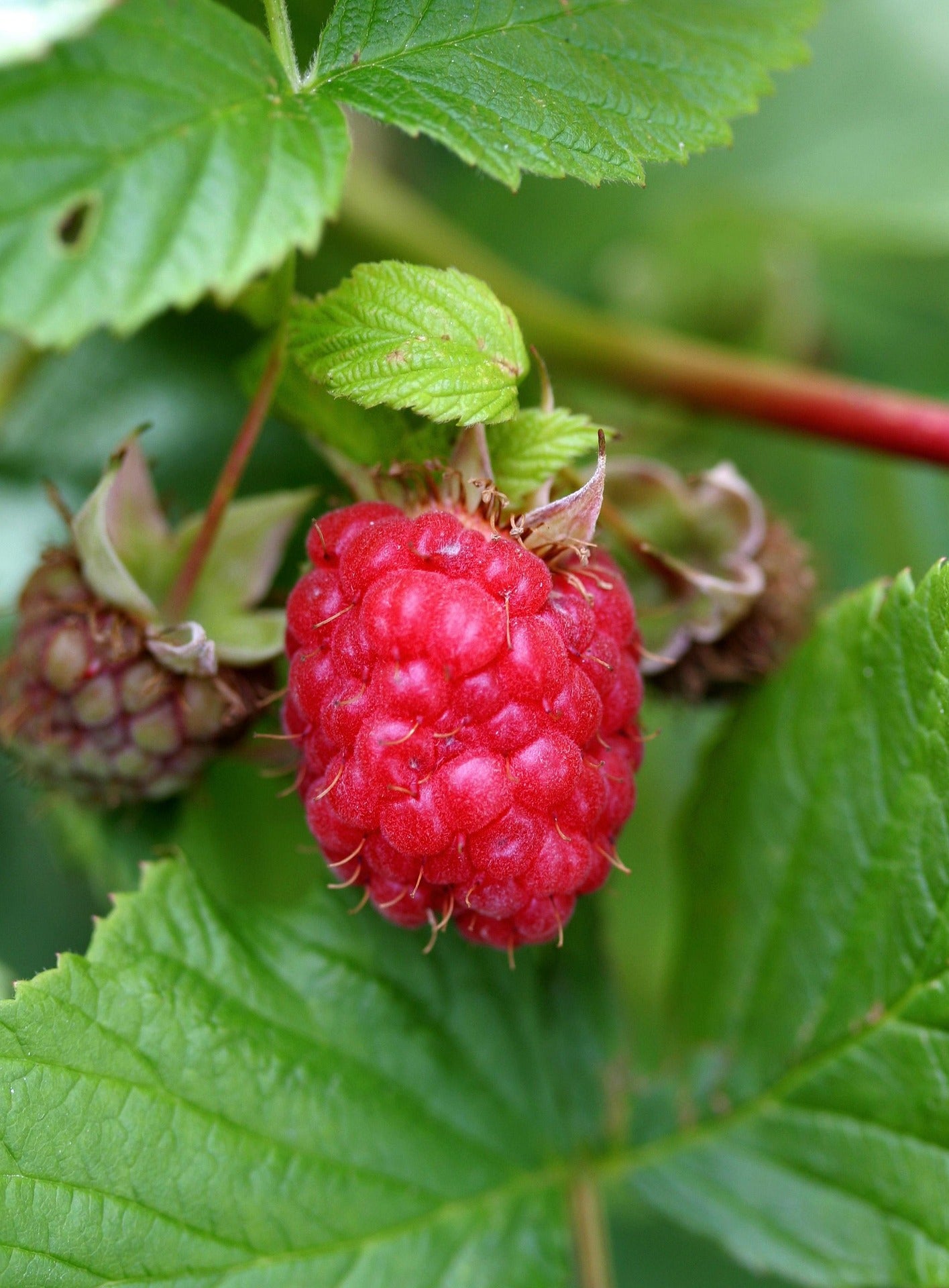 Raspberry - Zefa Herbsternte - 2L