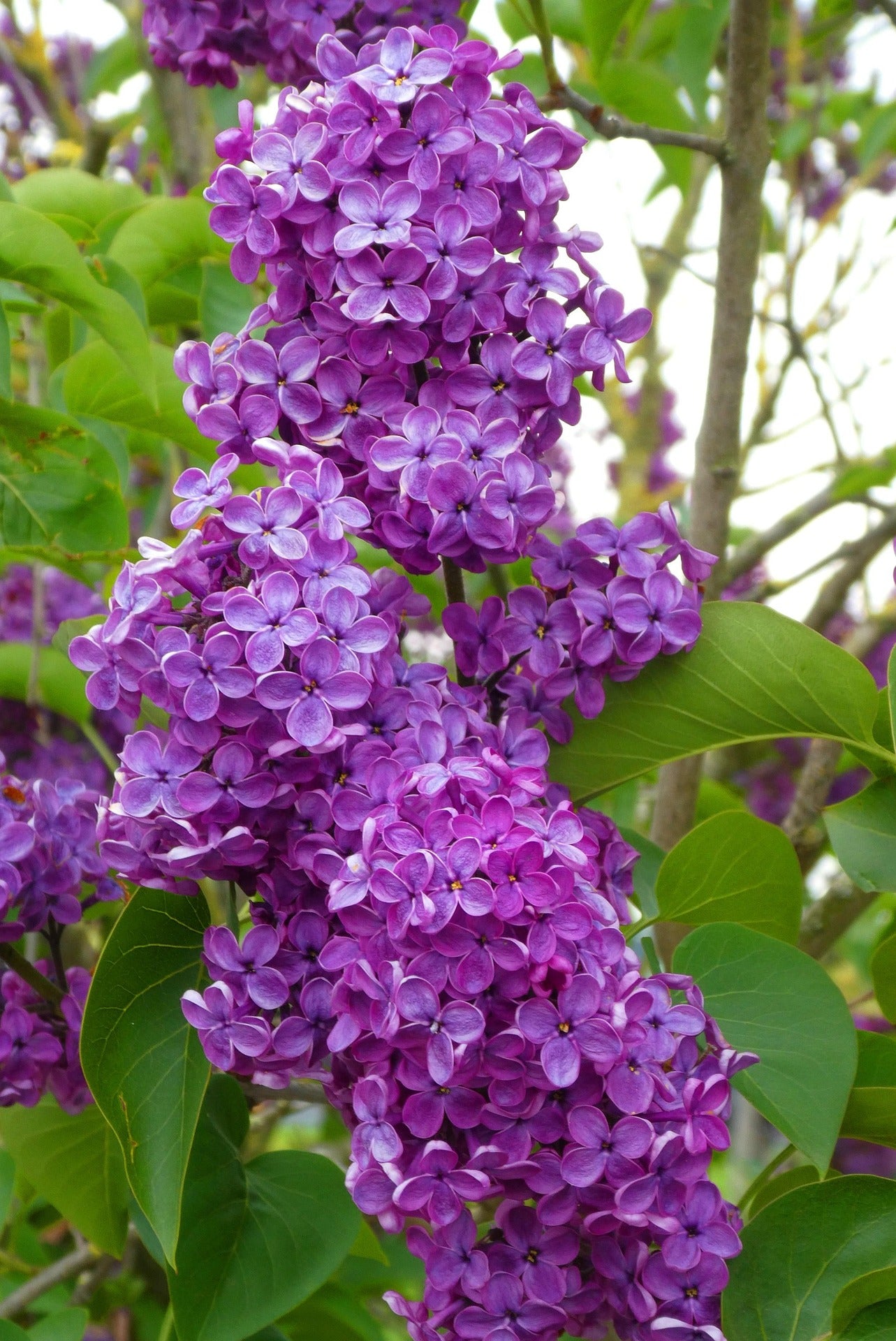Lilac - Ludwig Spaeth - 5L