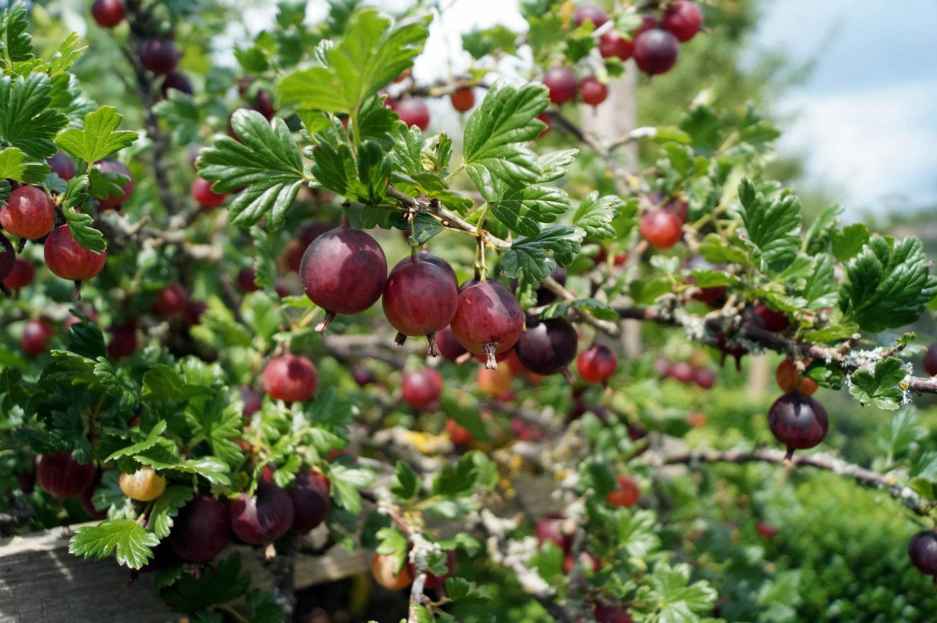Gooseberry – Hinnonmäki Röd – 2L