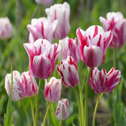 Tulip Multiflowering - Flaming Club - 12/+