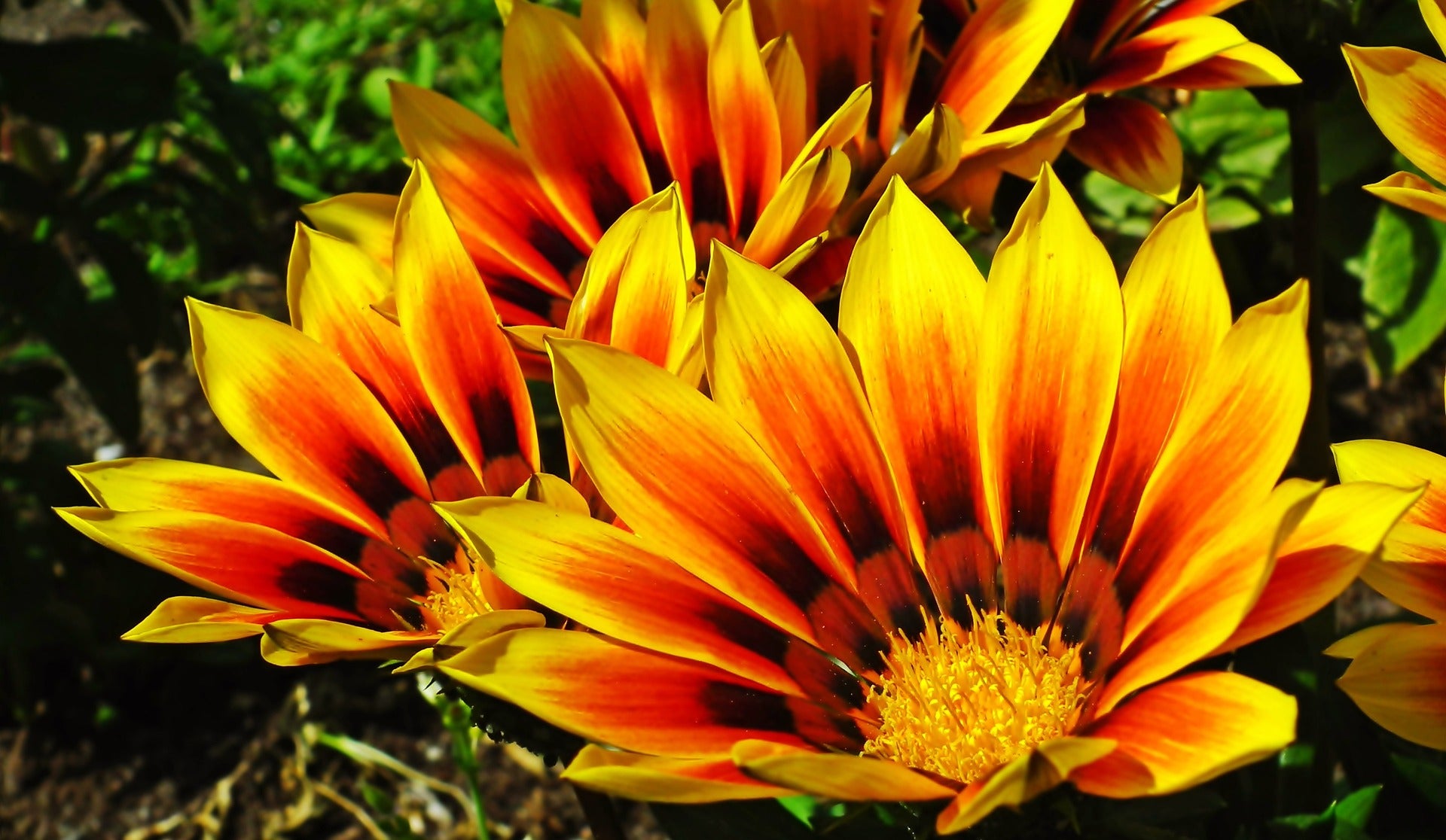 Gazanija - Sunshine - 0,25g