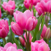 Tulip Multiflowering - Happy Family- 12/+