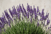 Lavender - Intermedia Dutch - 2L
