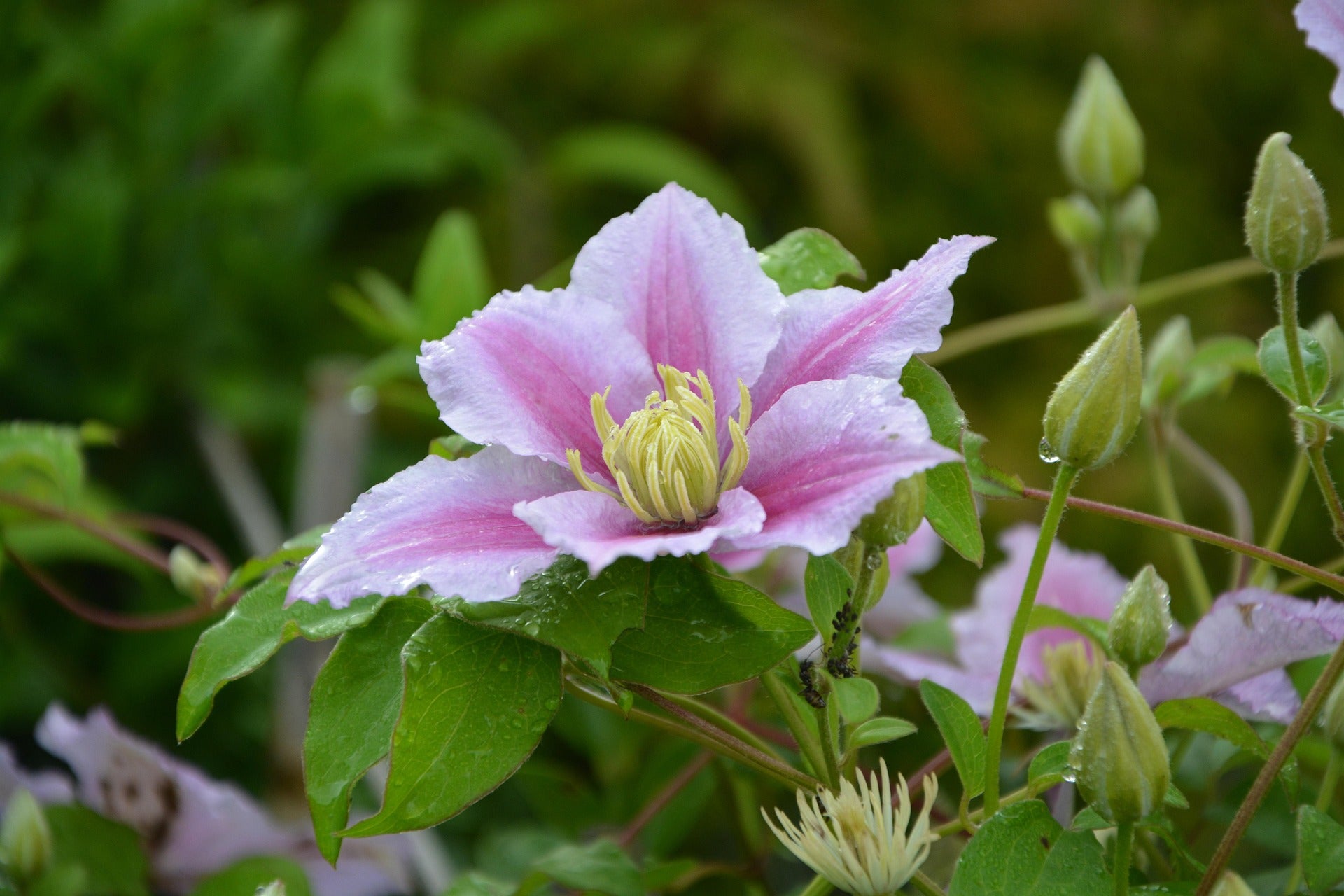 Clematis - Hagley Hybrid - 2L