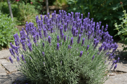 Lavender - Munstead - 2L