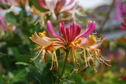 Honeysuckle - Goldflame - 2L
