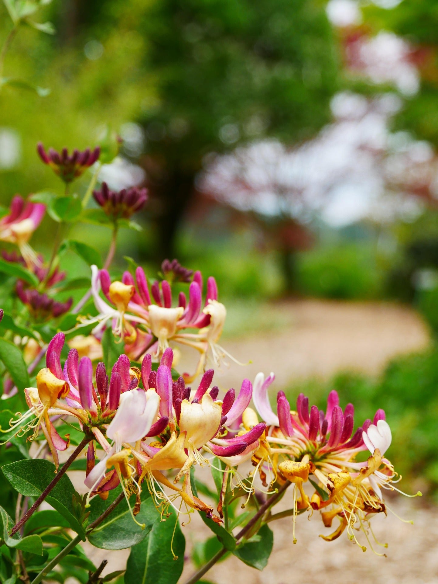 Honeysuckle - Goldflame - 2L