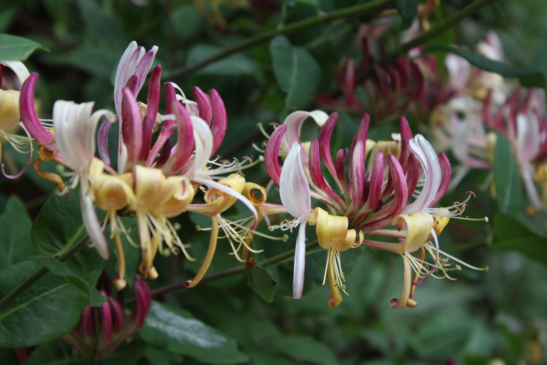 Honeysuckle - Goldflame - 2L