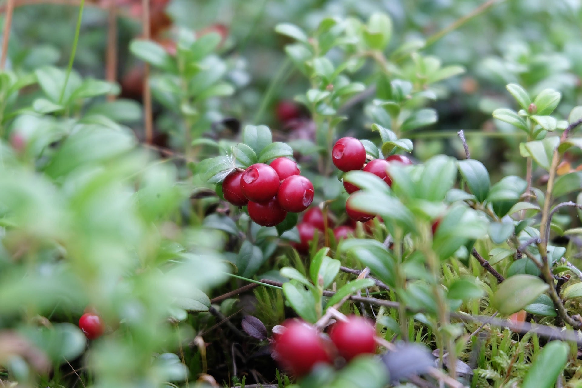 Cranberry - Pilgrim - 2L