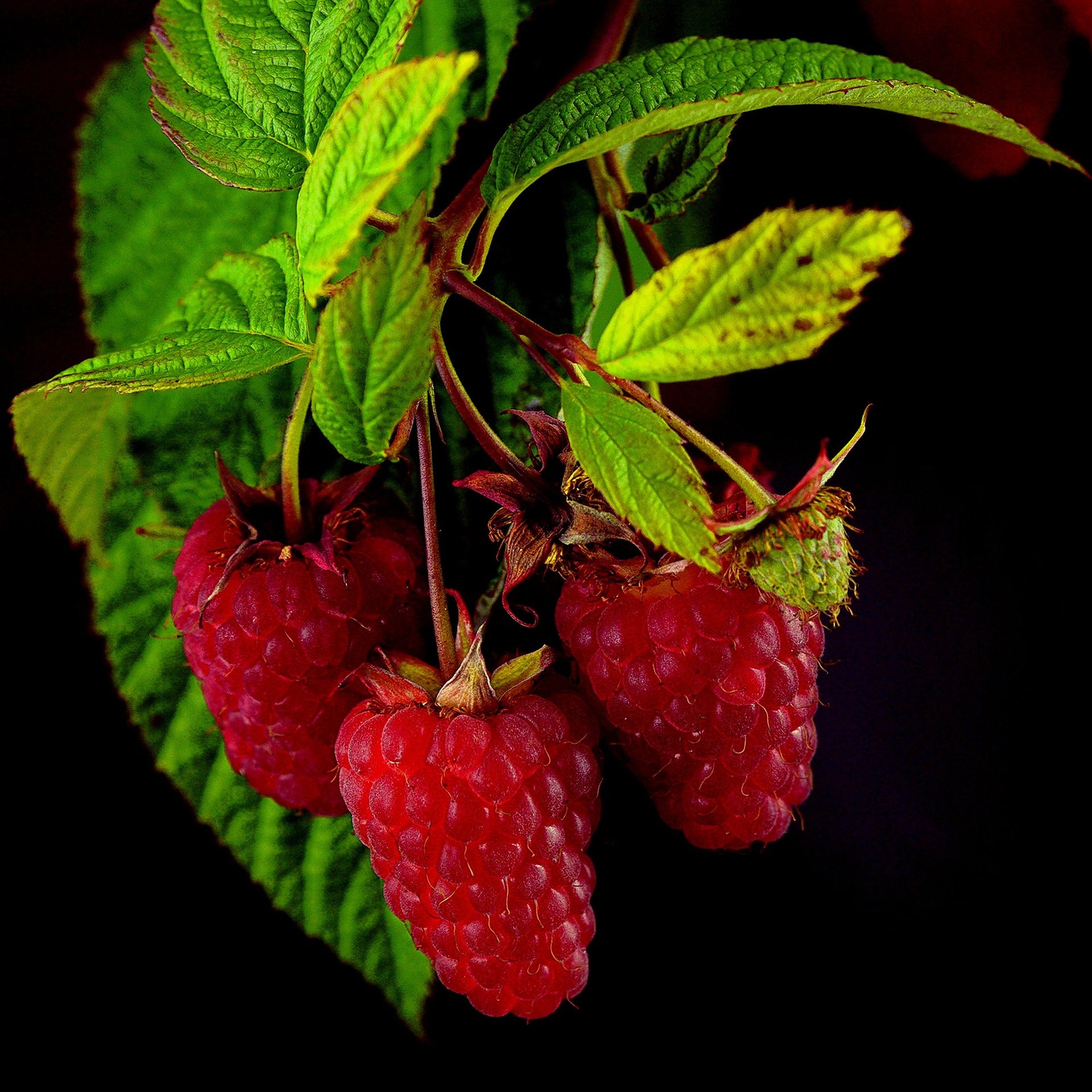 Tayberry - 2L