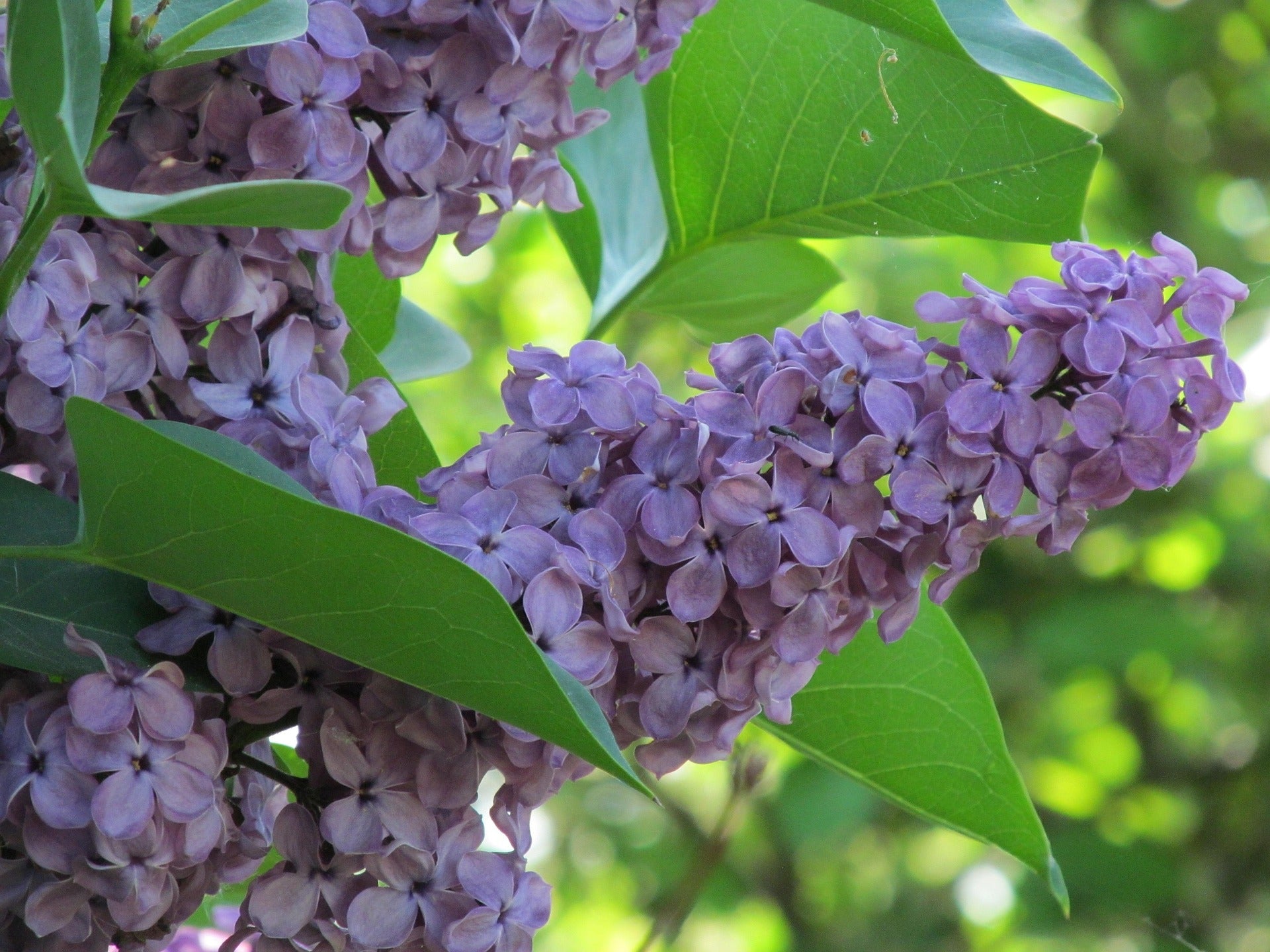 Lilac - Michel Buchner - 5L