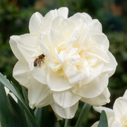 Daffodil Double - Obdam - 14/16
