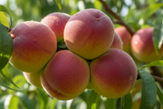Semi Dwarf Peach Tree - ‘Amsden’