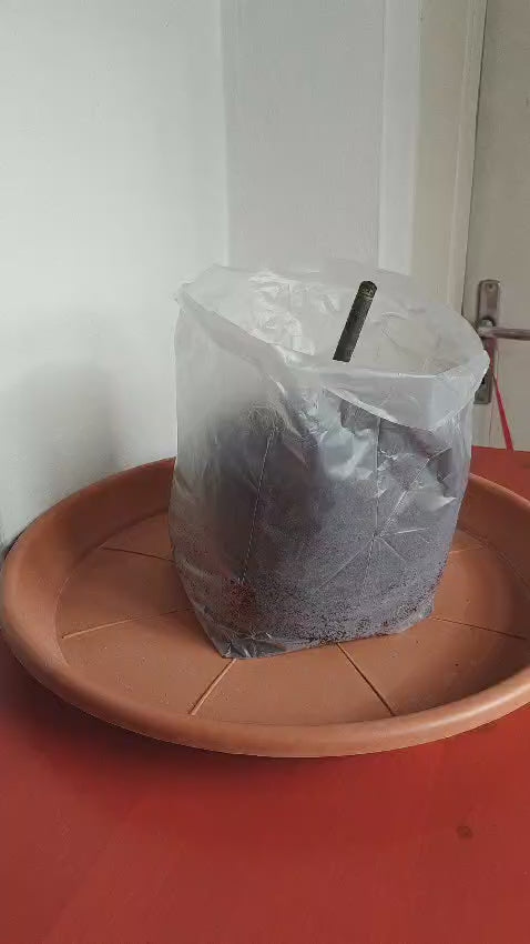Video laden: Kókuszföld Tabletta - 10L