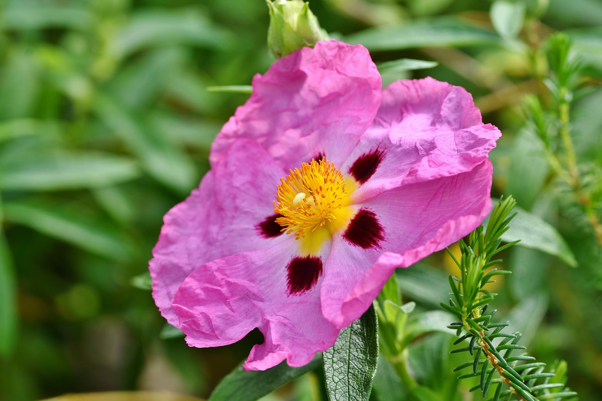 Rose de Roc - Mélangé - 0,25 g