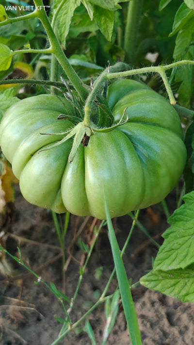 Tomato XL - Brutus - 0,2 g