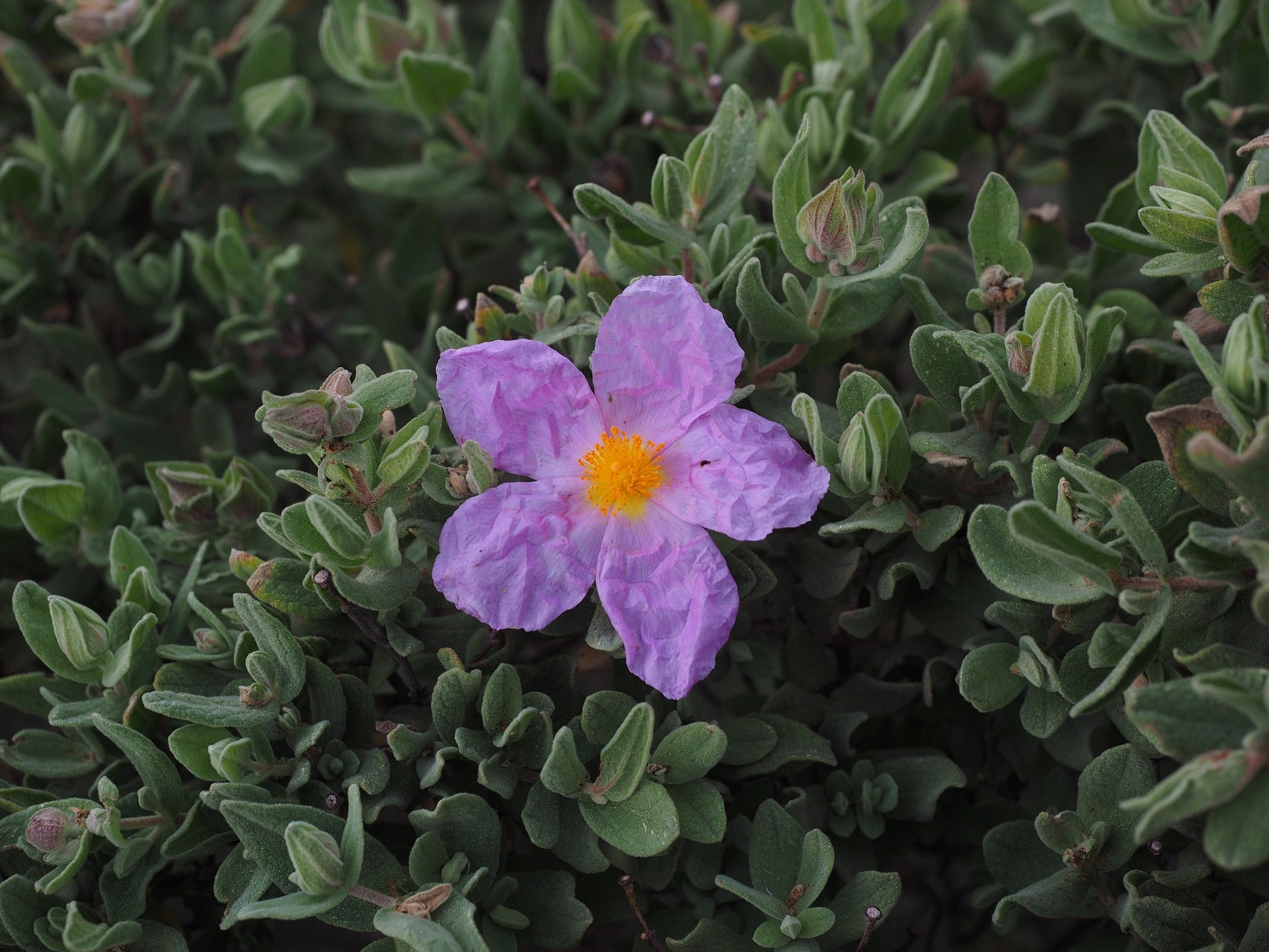 Rose de Roc - Mélangé - 0,25 g