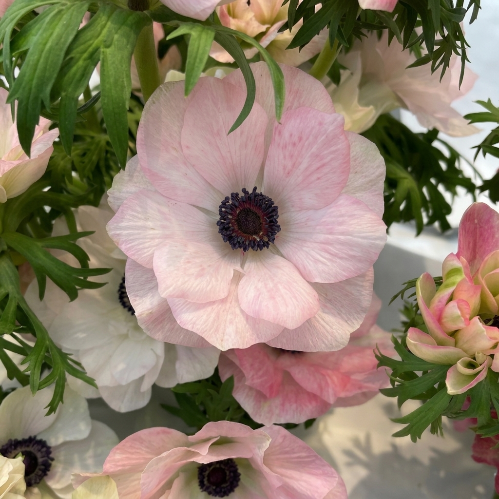 Anemone - Mistral - Rosa Chiaro - 2/3