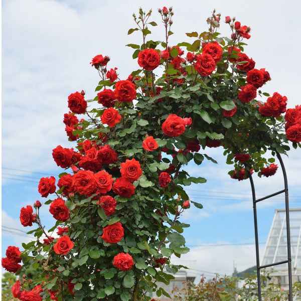 Climbing Rose - Liliana®
