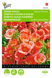 Godetia Azalea à fleurs - Princesse Saumon - 0,75 g