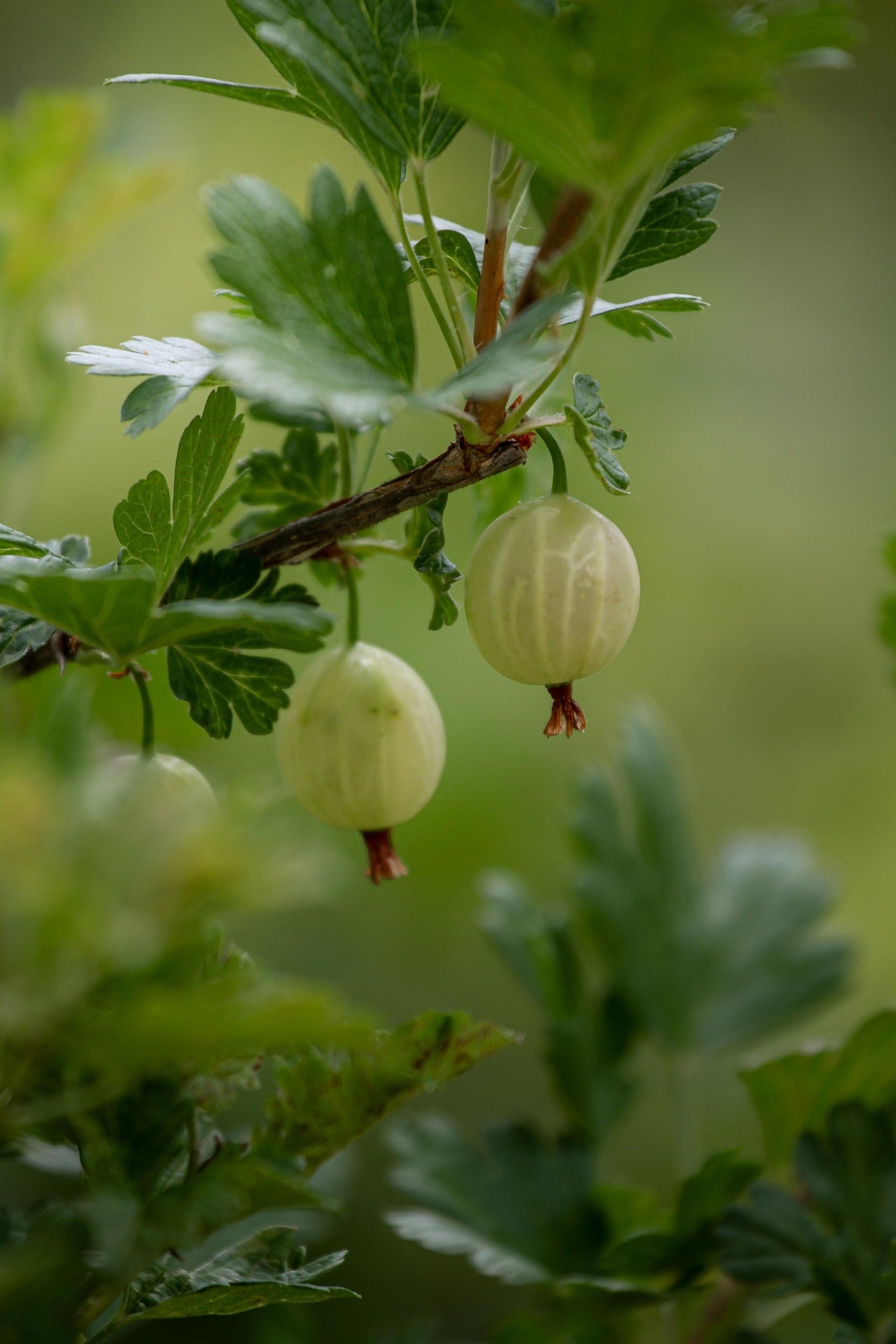 Gooseberry - Hinnonmaki Grön - 2L