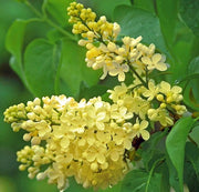 Lilac - Primrose - 5L