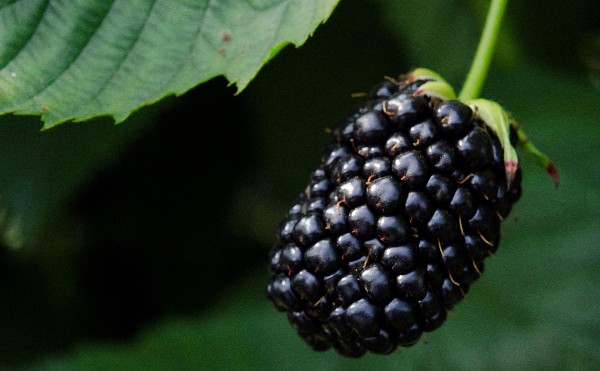 Blackberry - Black Satin - Thornless - 2L