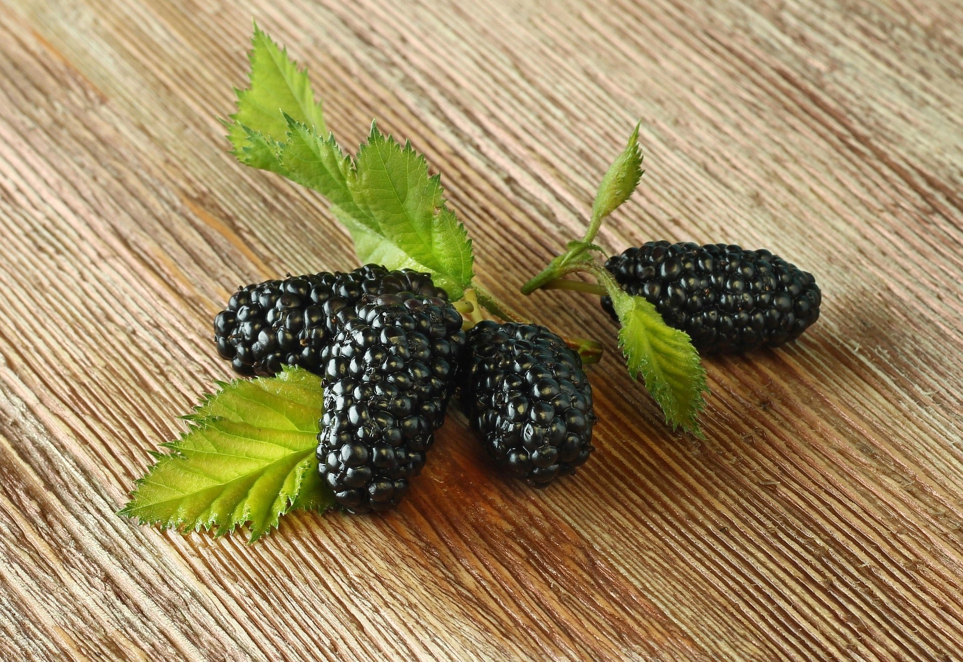 Blackberry - Black Satin - Thornless - 2L