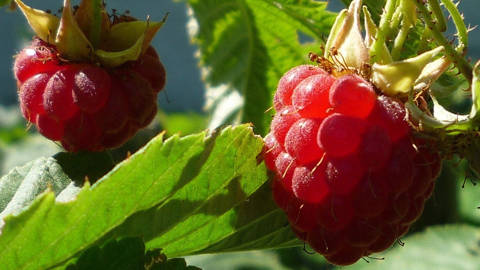 Raspberry - Zefa Herbsternte - 2L
