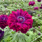 Anemones - Levante - Wine - 2/3