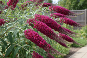 Butterfly Bush - Royal Red - 3L
