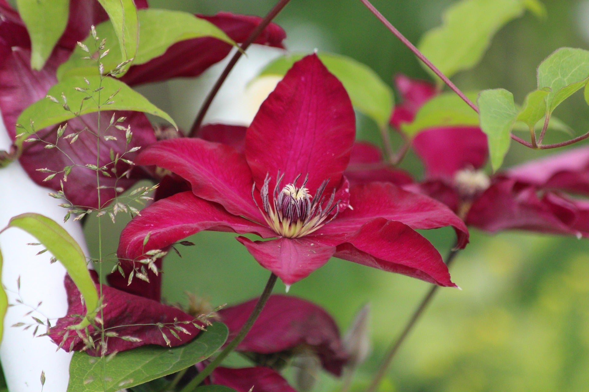 Clematis - Rouge Cardinal - 2L